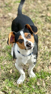 Brody in TX - Photo 2