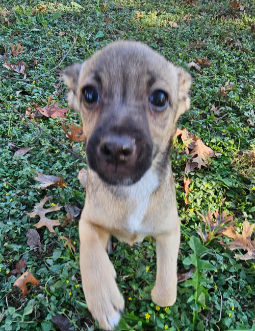 LARRY IN TX - Chihuahua available for adoption