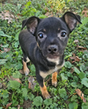Louie in TX - Photo 3