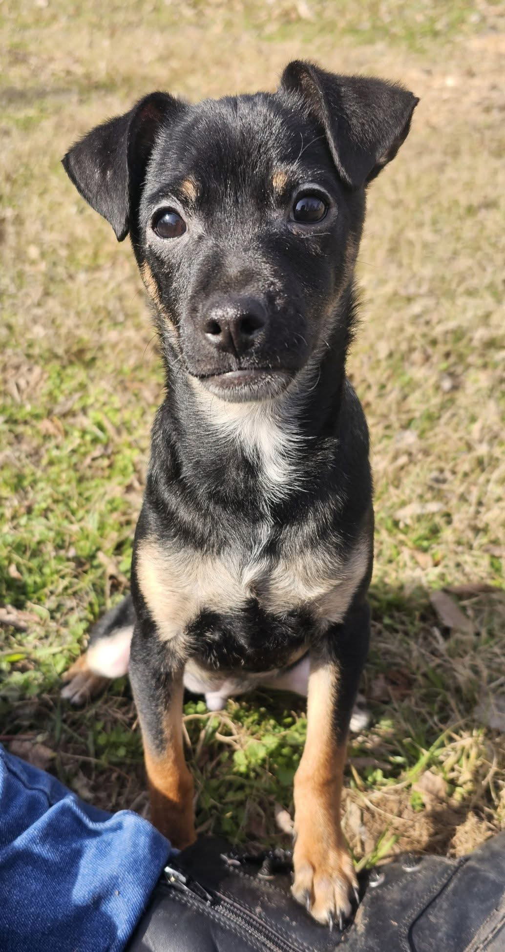 Louie in TX