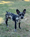Bode in TX - Photo 2