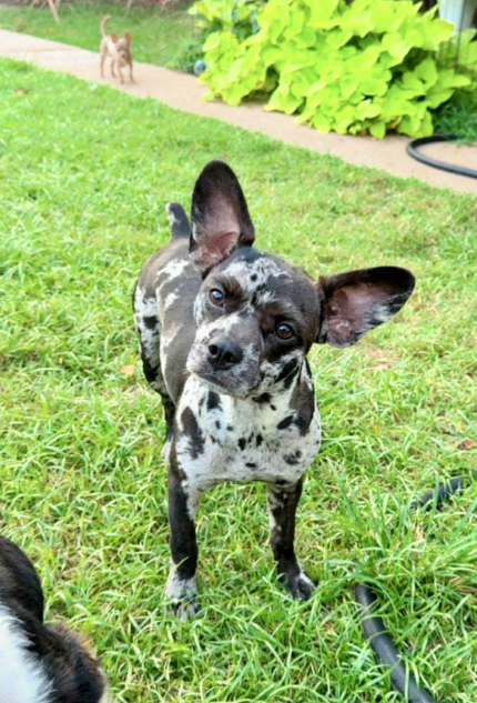 Bode in TX Image