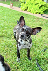 Bode in TX - Photo 1