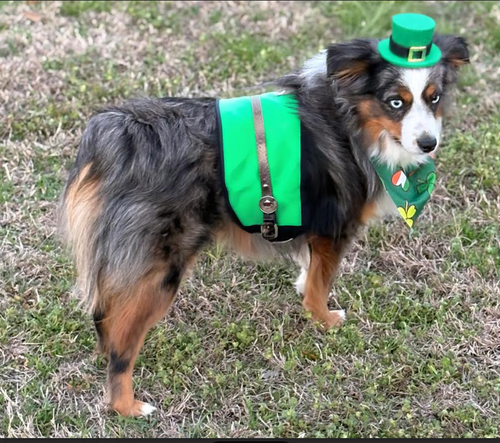 picture of the dog needing adoption