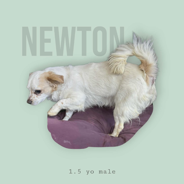 Newton in TX