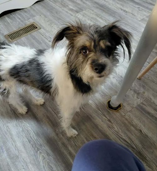 Molly in TX, an adoptable Terrier in Cranston, RI