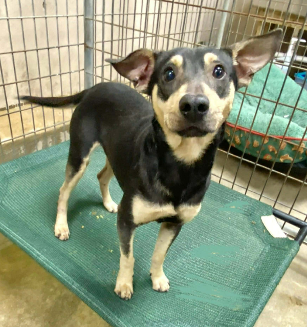 Peewee in LA