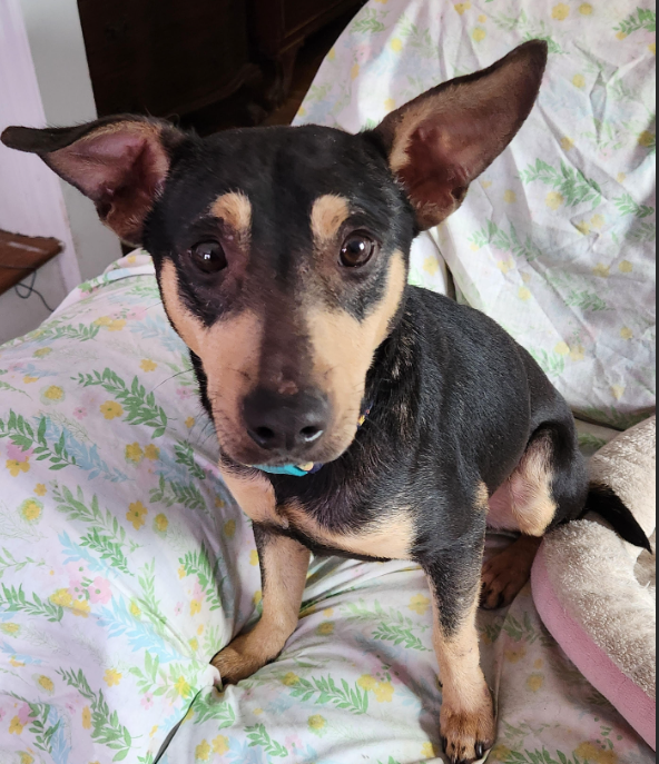 Peewee in RI Image
