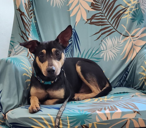 picture of the dog needing adoption