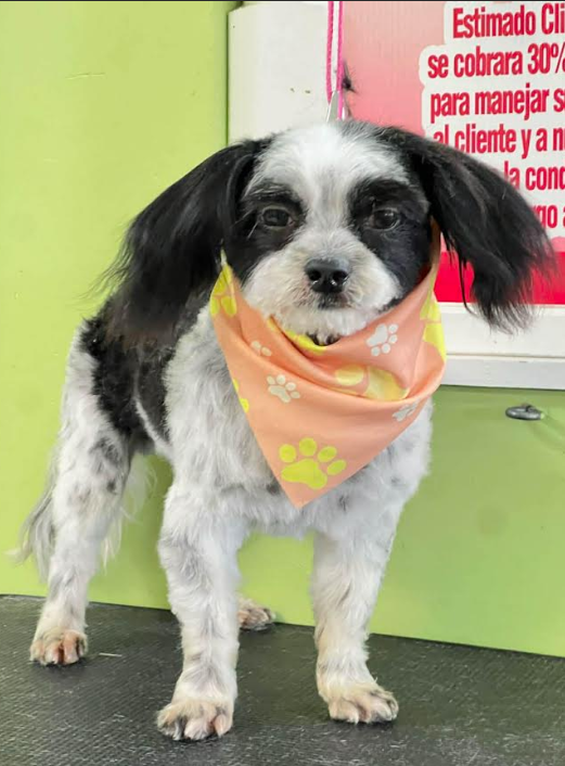 Tully in TX