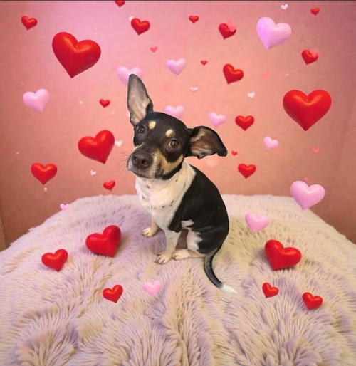 picture of the dog needing adoption