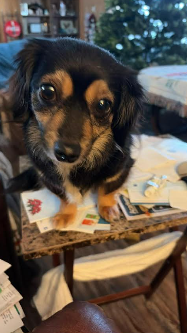 Dolly in LA