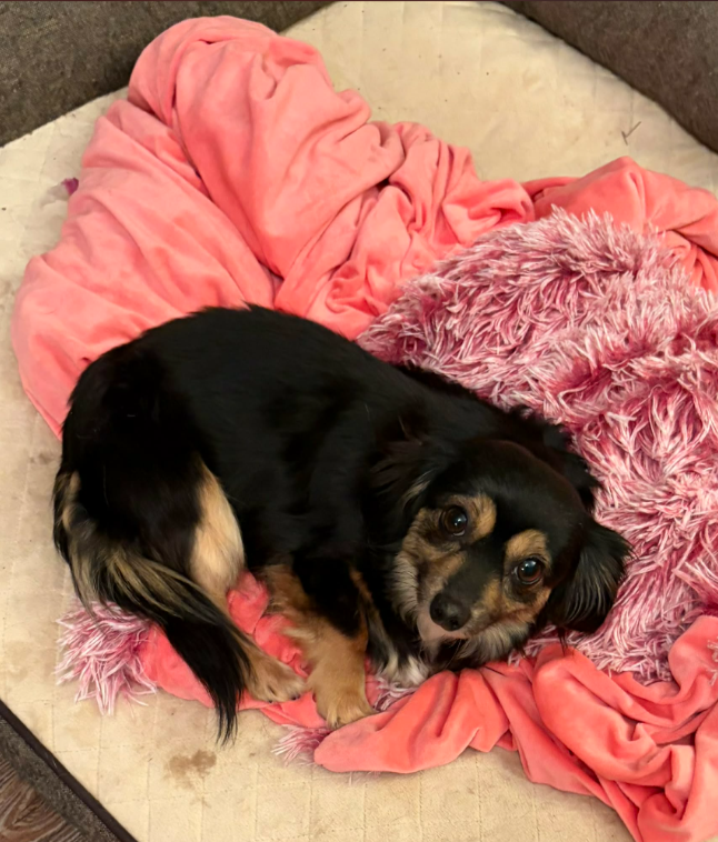 Dolly in LA Image