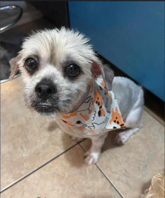 Leo in TX