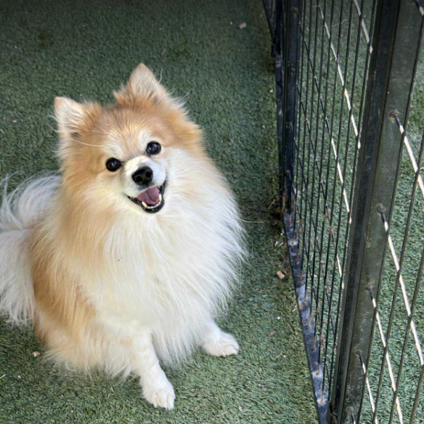 Pommie in TX Image