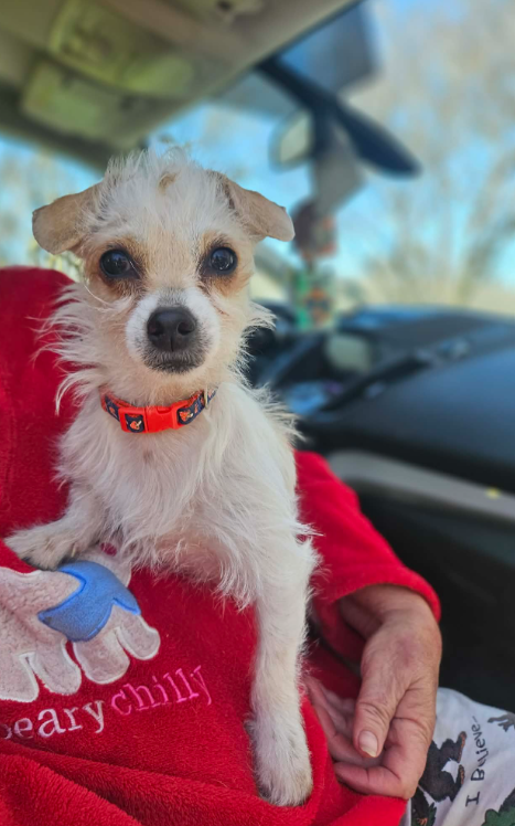 picture of the dog needing adoption