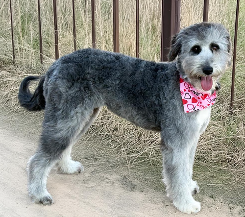picture of the dog needing adoption