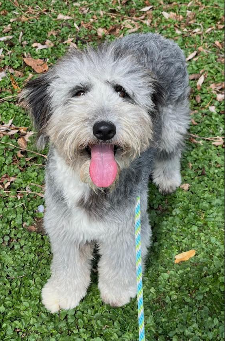Carlee in RI, an adoptable Sheep Dog in Cranston, RI