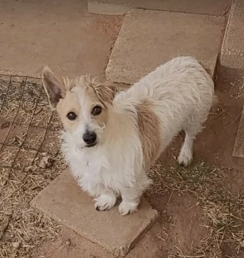 Nugget in TX, an adoptable Terrier in Cranston, RI