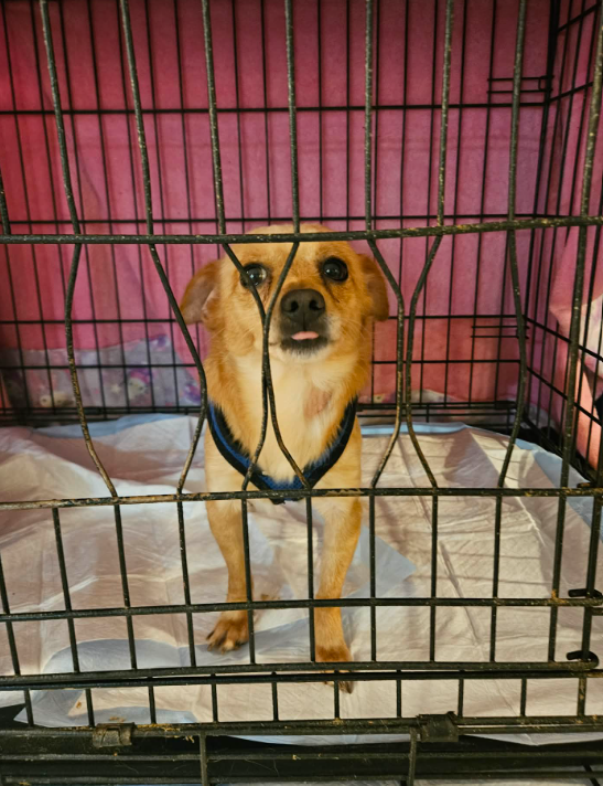Rascal in TX Image