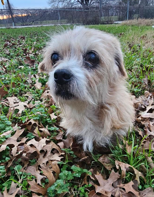 Maggie in TX Image