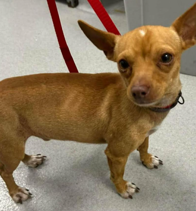 Paco in TX Image