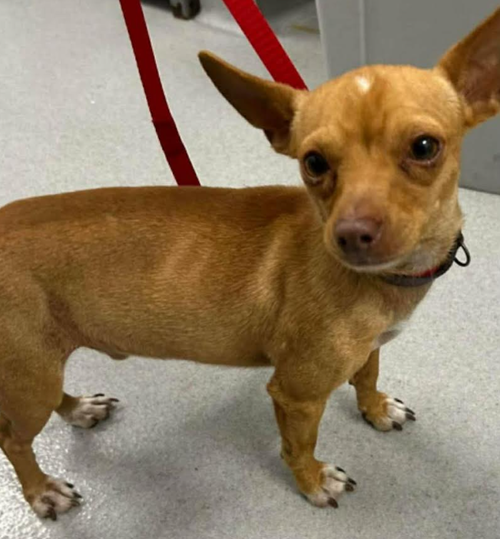 PACO IN TX - Chihuahua available for adoption