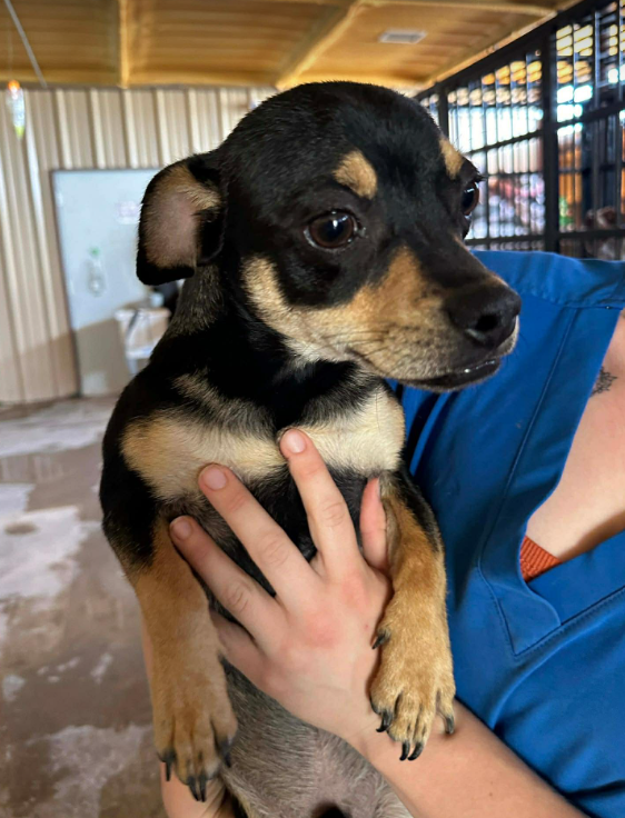 Chip in TX Image