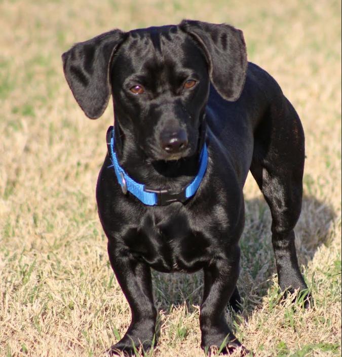 Oscar in TX