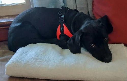 picture of the dog needing adoption