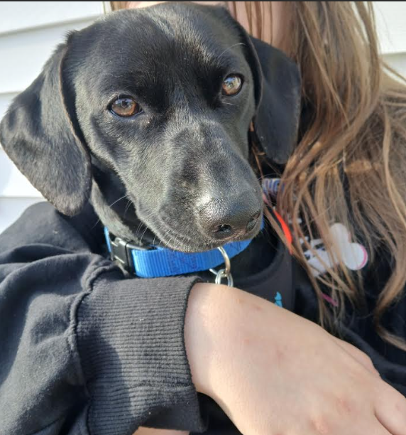 Oscar in RI Image