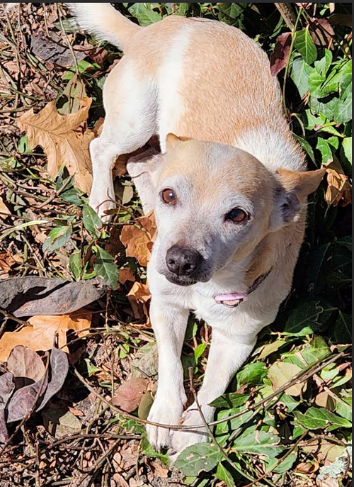 Malibu in RI, an adoptable Chihuahua in Cranston, RI