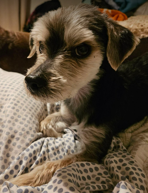 Newt in TX, an adoptable Terrier in Cranston, RI