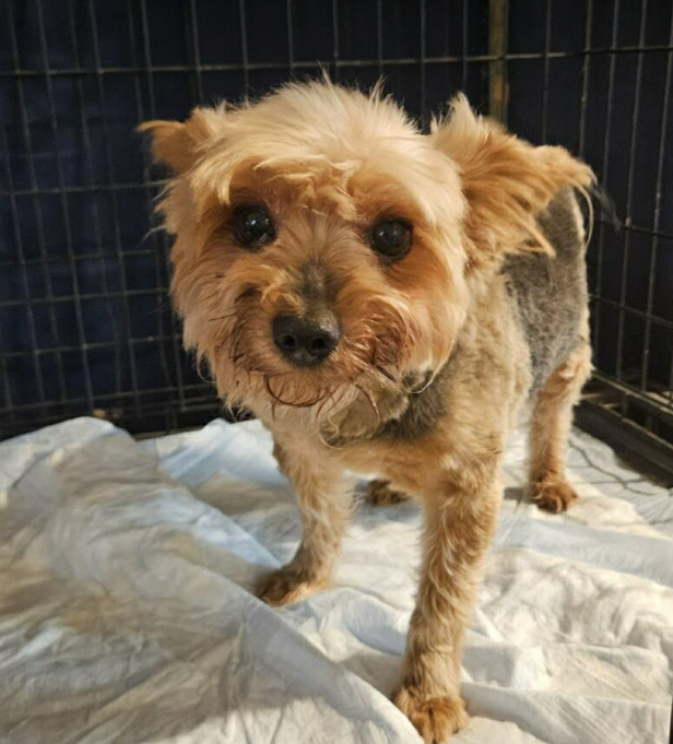 Boomer in TX Image