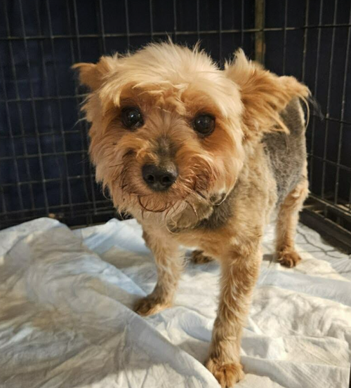 Boomer in TX, an adoptable Terrier in Cranston, RI