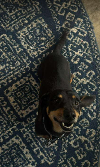 Sammy in TX Image
