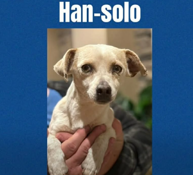 Han Solo in TX Image