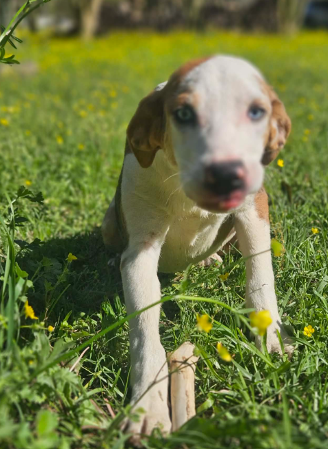 picture of the dog needing adoption