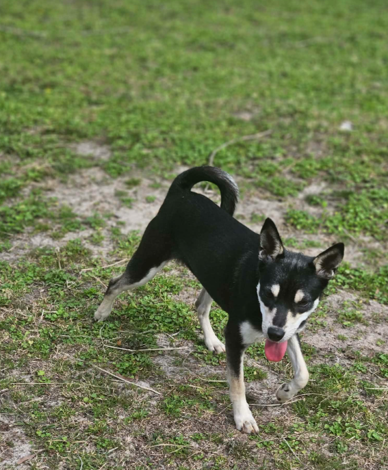 Sheba in LA Image