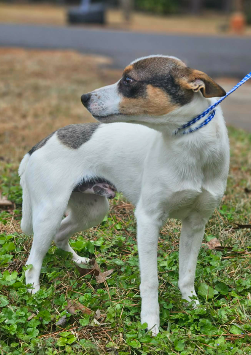 Manook in LA, an adoptable Unknown breed in Cranston, RI