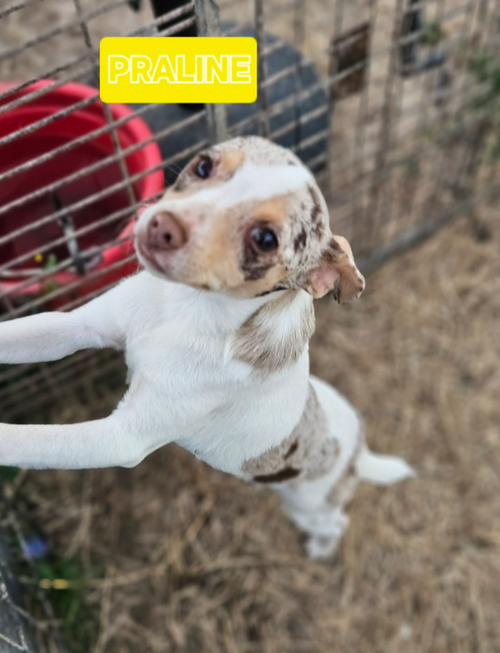 Praline in LA, an adoptable Chihuahua in Cranston, RI
