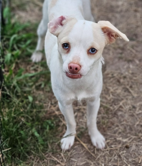 Flossy in LA, an adoptable Chihuahua in Cranston, RI