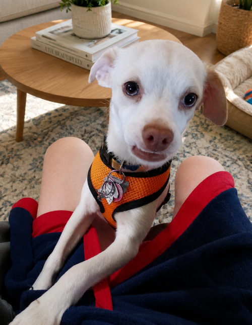 Flossy in RI, an adoptable Chihuahua in Cranston, RI