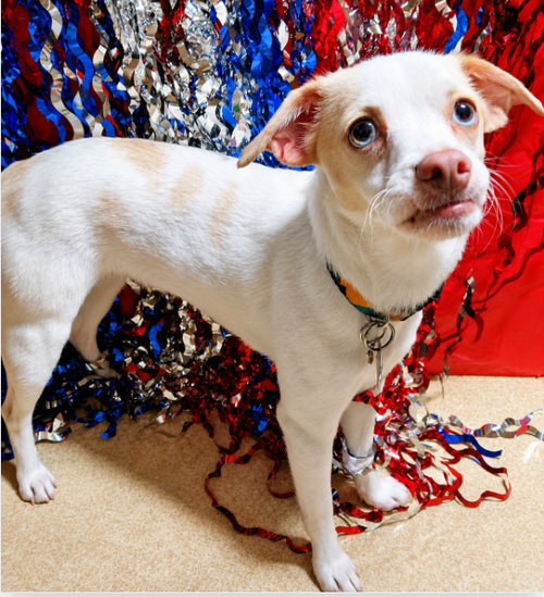 Flossy in RI, an adoptable Chihuahua in Cranston, RI