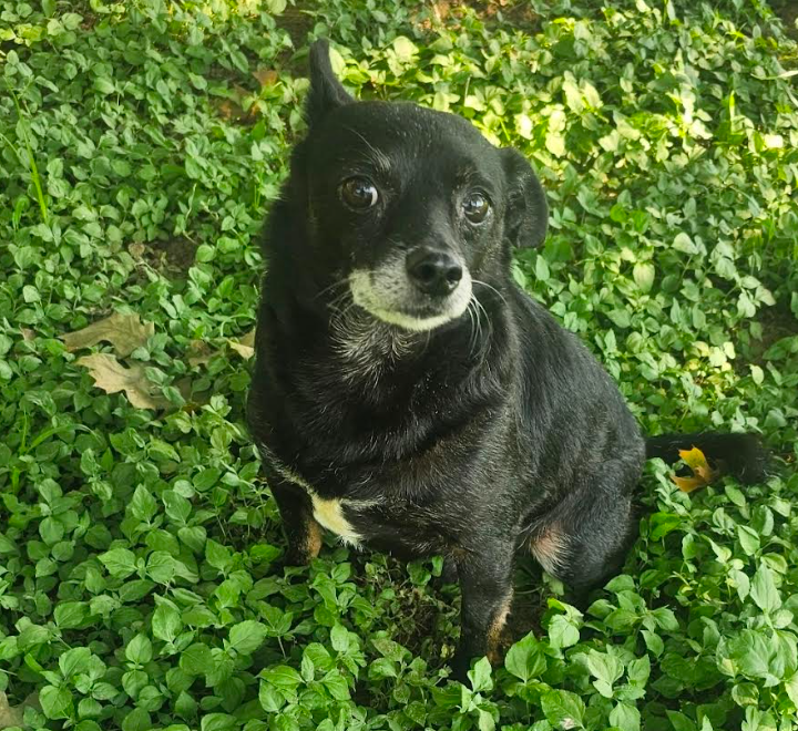 Rocky in TX Image