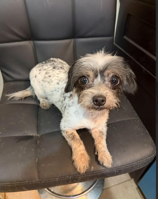 Xena in TX Image