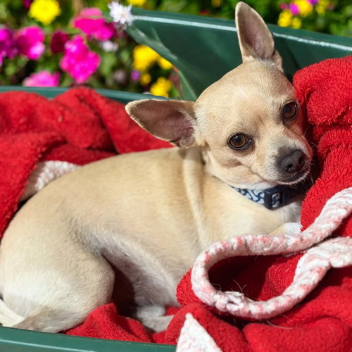 Rocky Dee in TX, an adoptable Chihuahua in Cranston, RI