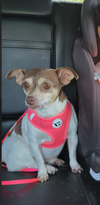 Emma in TX - Photo 2
