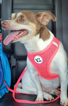 Emma in TX - Photo 4