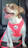 Emma in TX - Photo 5